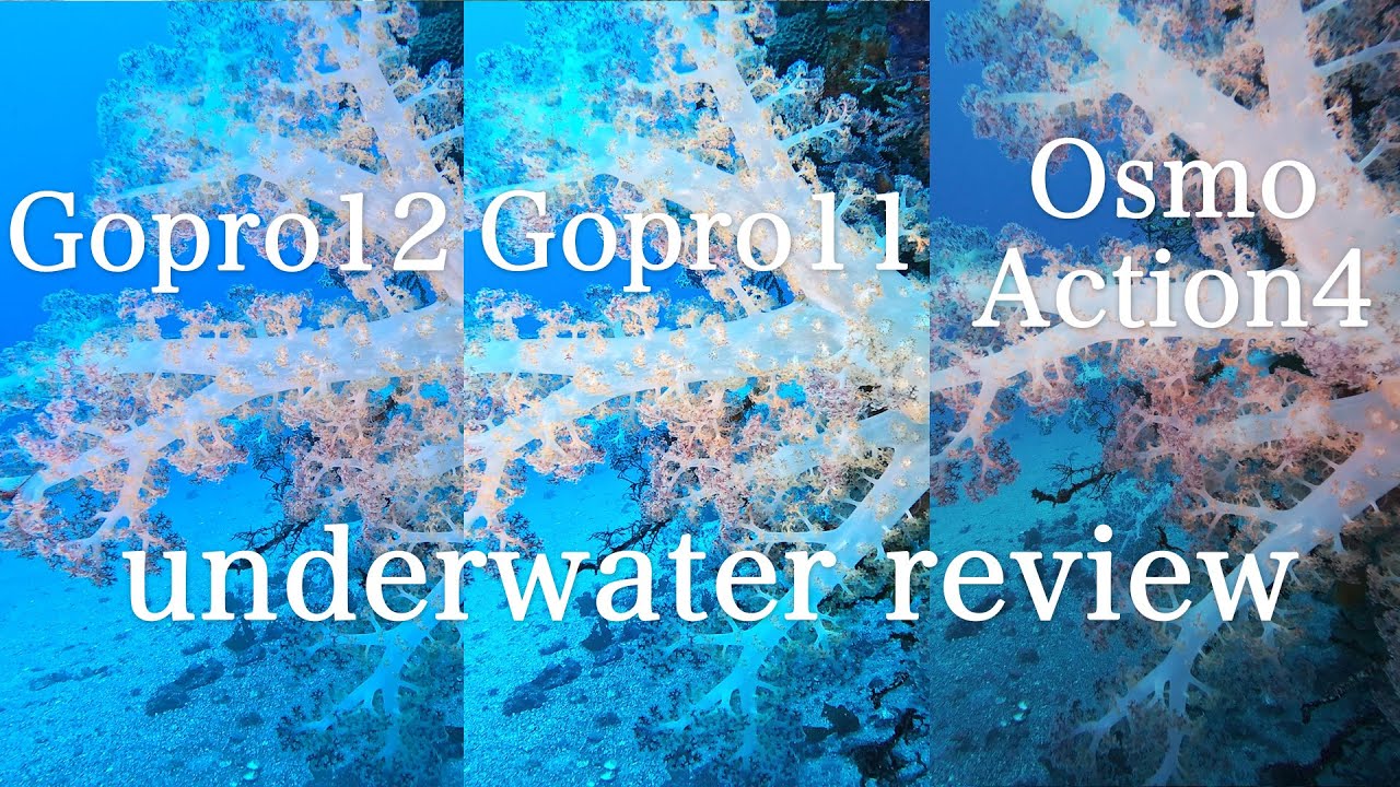 Gopro HERO12 Osmo Action4 underwater review 水中動画レビュー