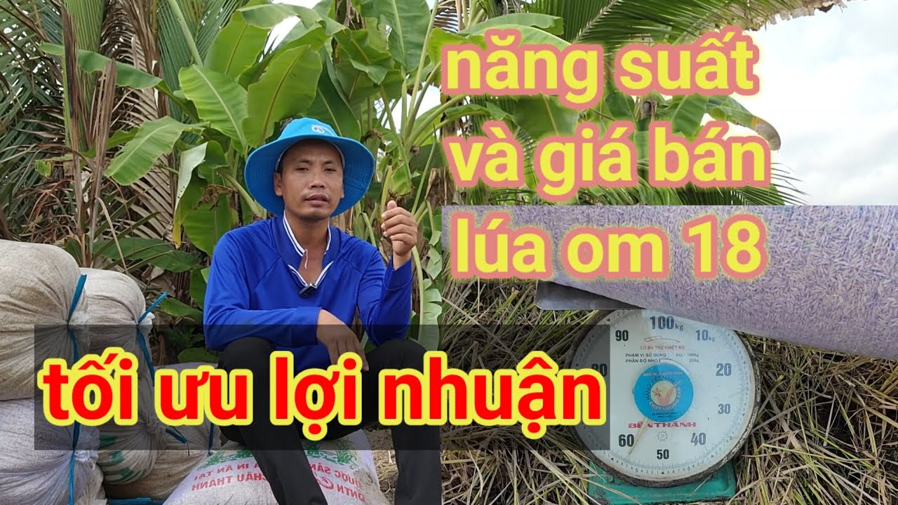Thu hoạch lúa đông xuân chính vụ NĂM 2026- NĂNG SUẤT VÀ GIÁ BÁN? tối ưu hóa đồng lời