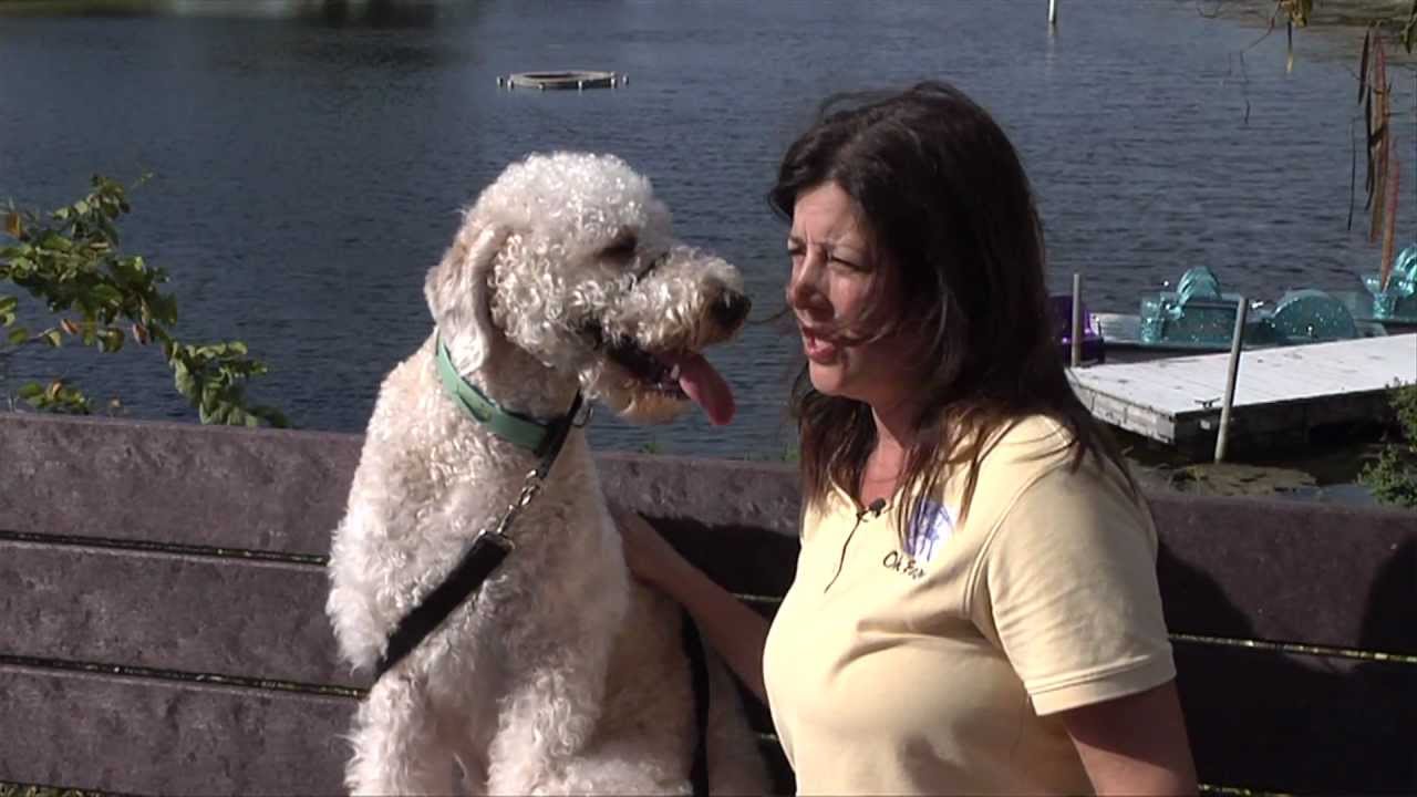 Take Paws: Walking Your Dog with Dawn Hanna, CPDT-KA