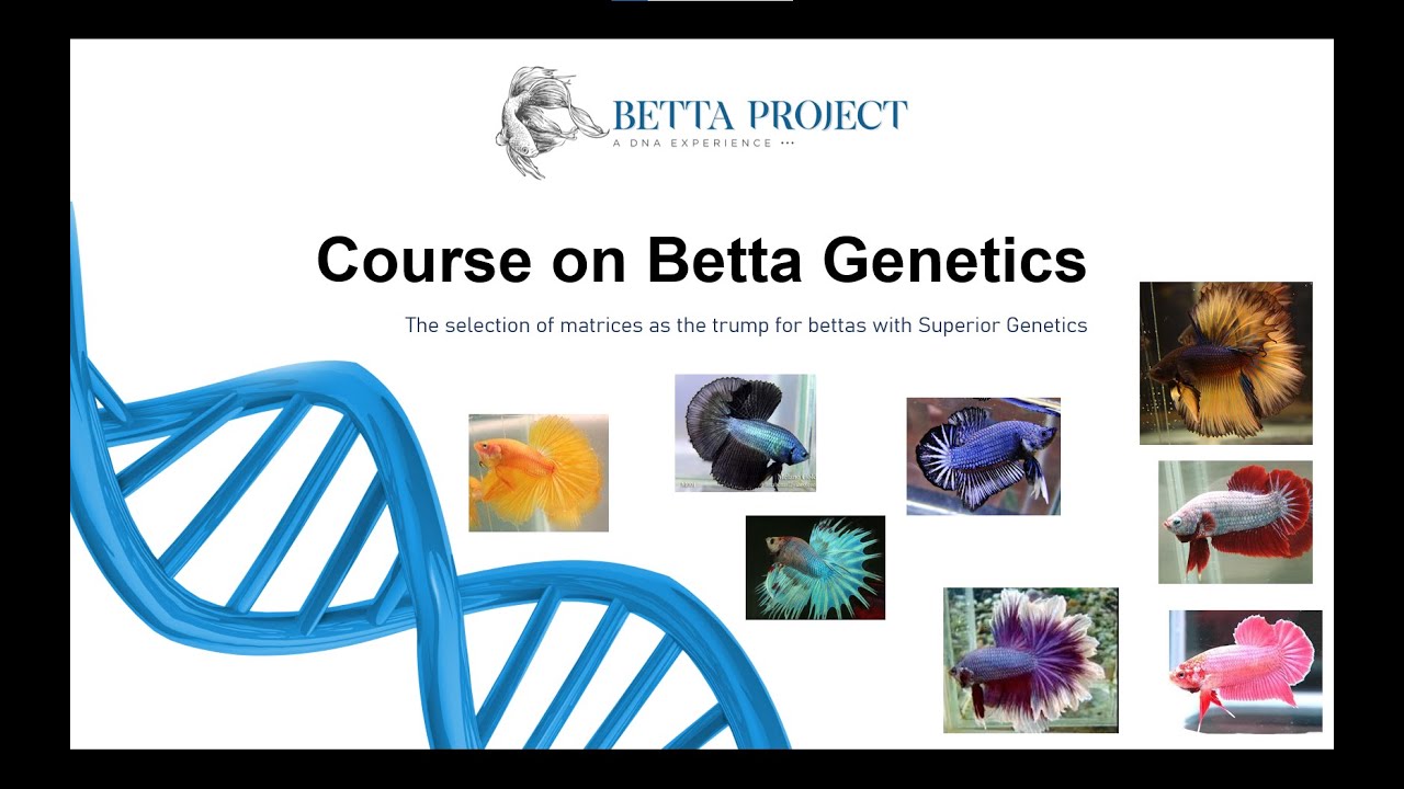 Course on Betta Genetics 2.0: choose matrices for practical application in selective breeding