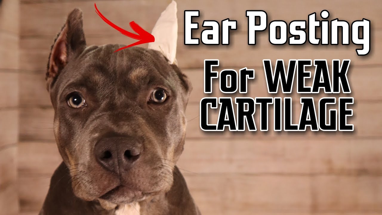 Ear Posting For Weak Cartilage,after original posting,Bullies,XL bullies,Pitbulls,Cane Corso,etc