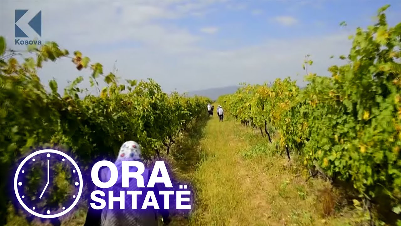 Ora 7 - Historia e grave boshnjake që vjelin rrush për 40 vite - 25.09.2020 - Klan Kosova