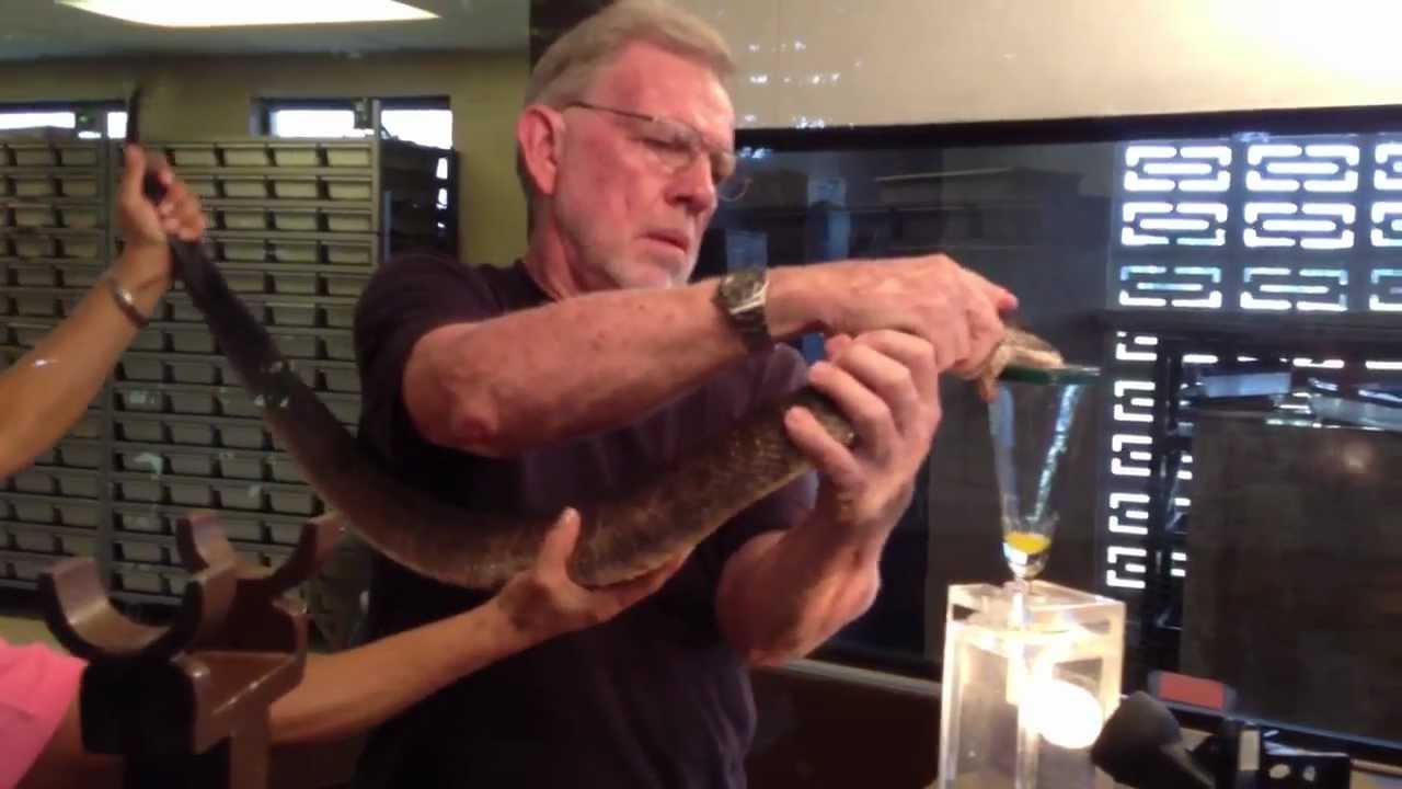 Cottonmouth Venom Show at Reptile World Serpentarium