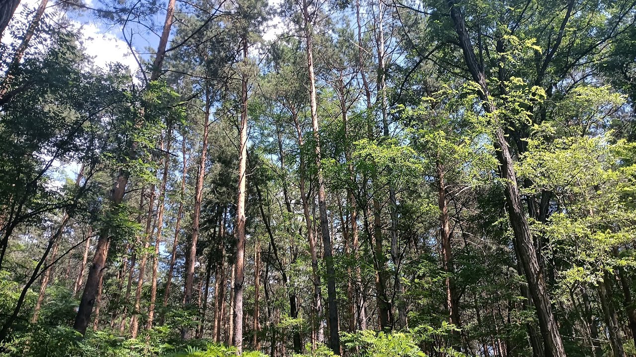 Прогулка с Гавстером по лесу - #8 - №4