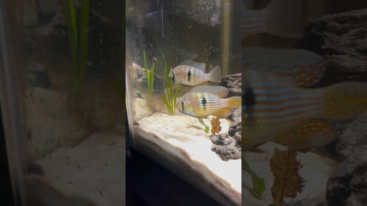 Breeding Pair of Cold Water Cichlids!