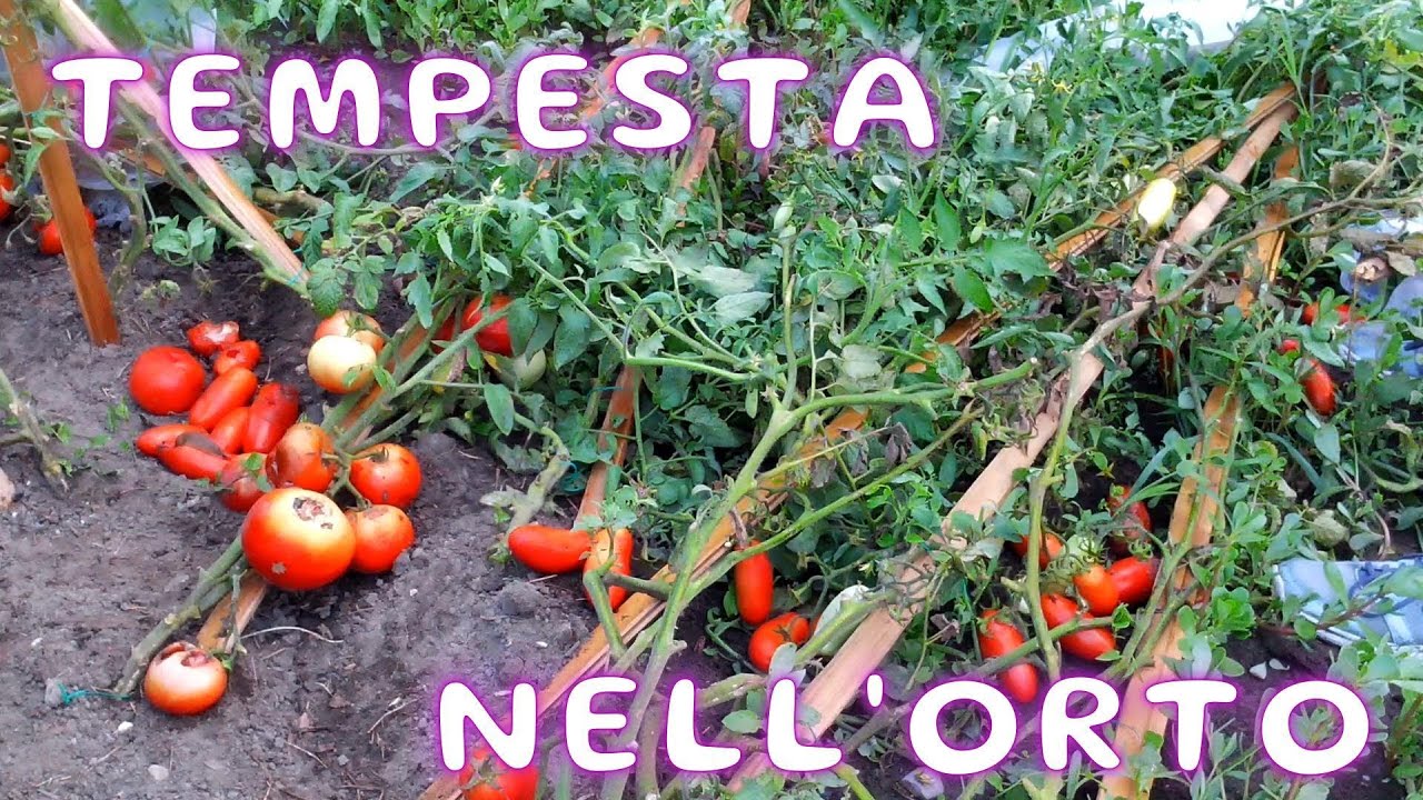 Orto - Tempesta nell'ORTO! Tutto perduto?