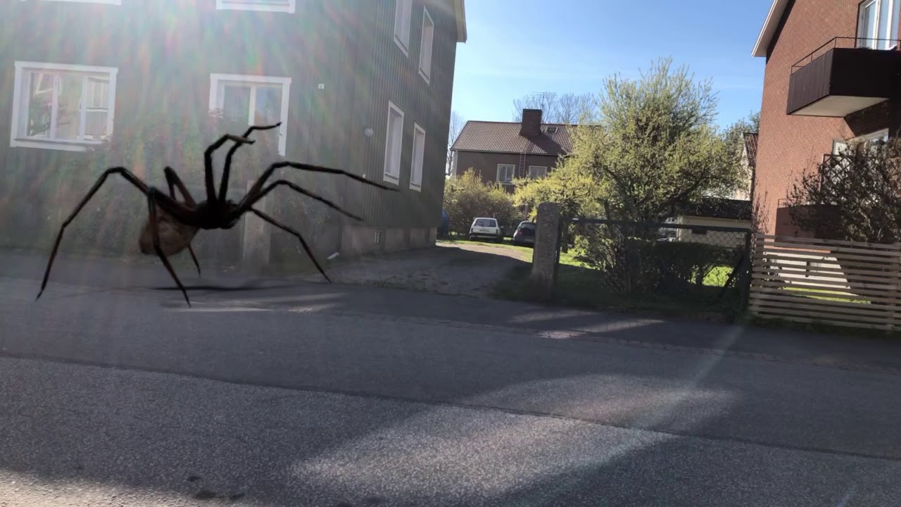 Spindeln