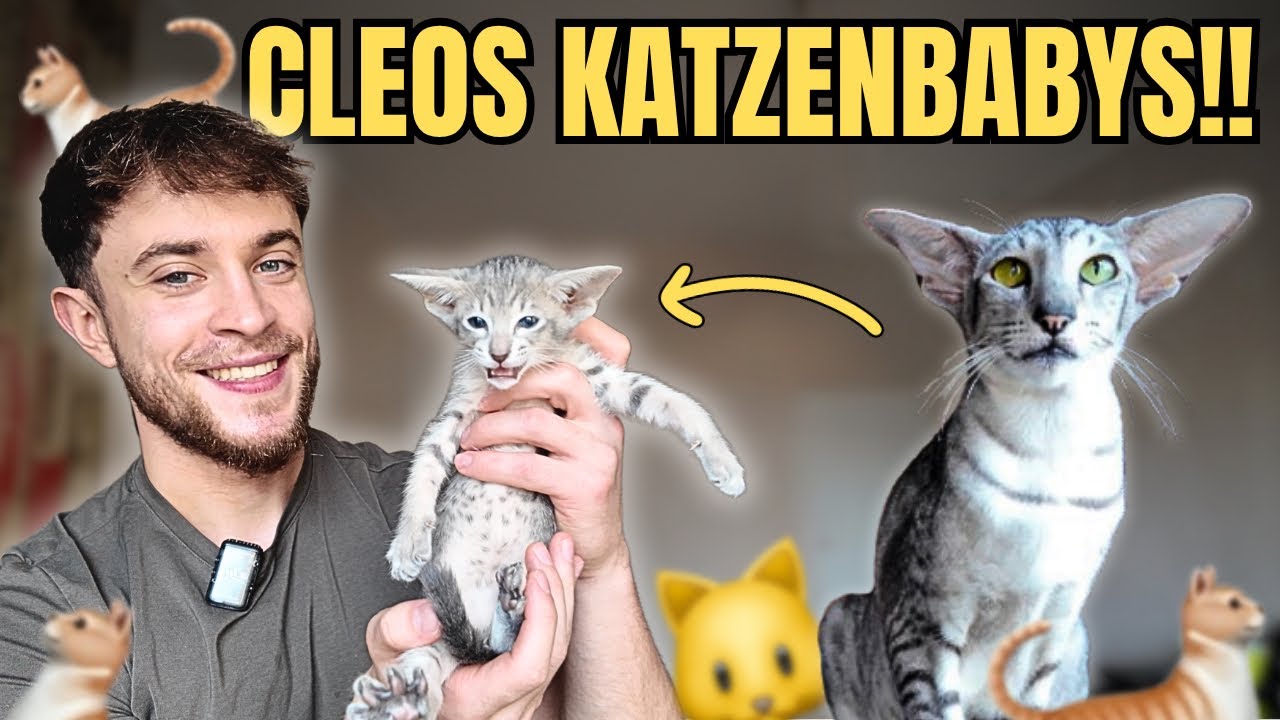 Ich zeige euch meine KITTEN 🐱🍼 und es wird zu süß um wahr zu sein 😍