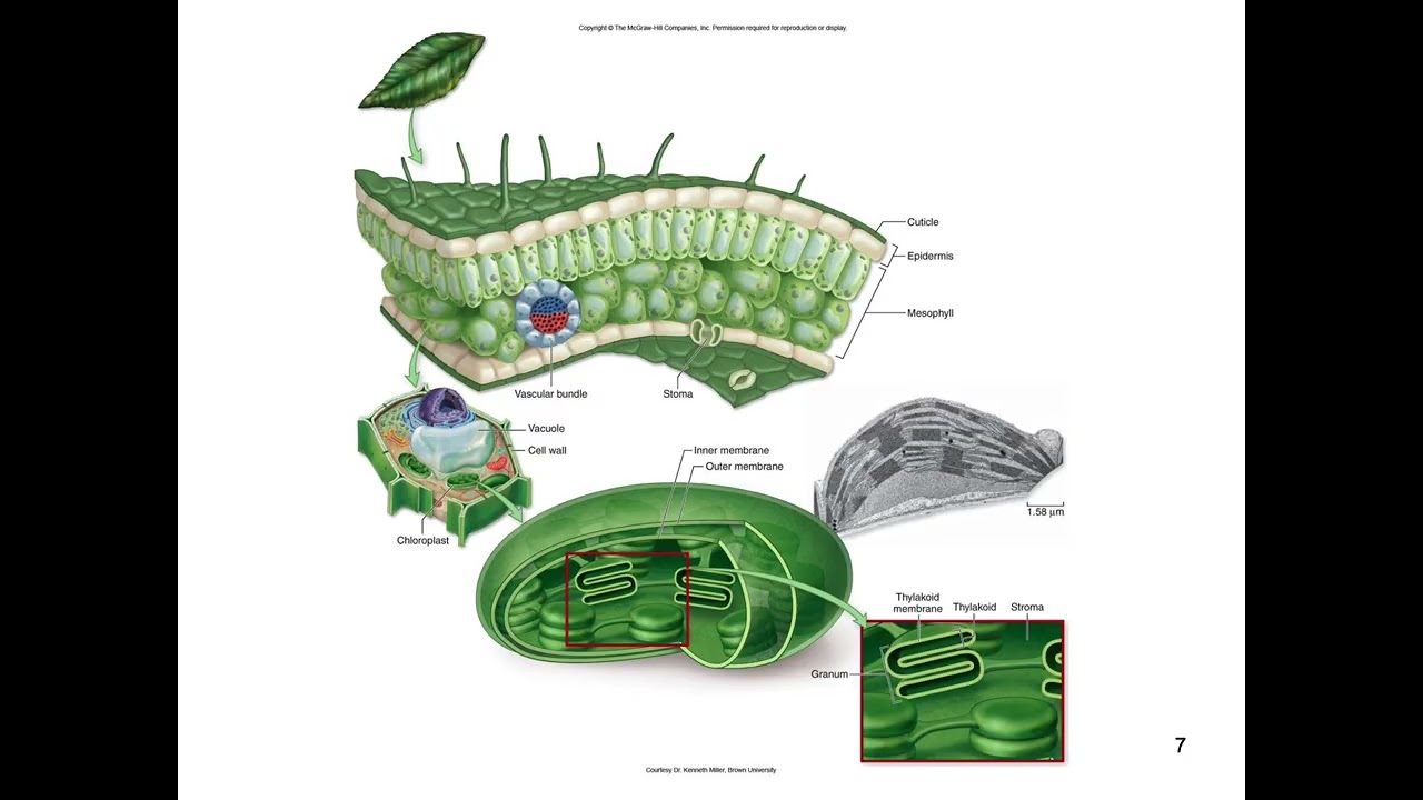 Chapter 5   Photosynthesis!