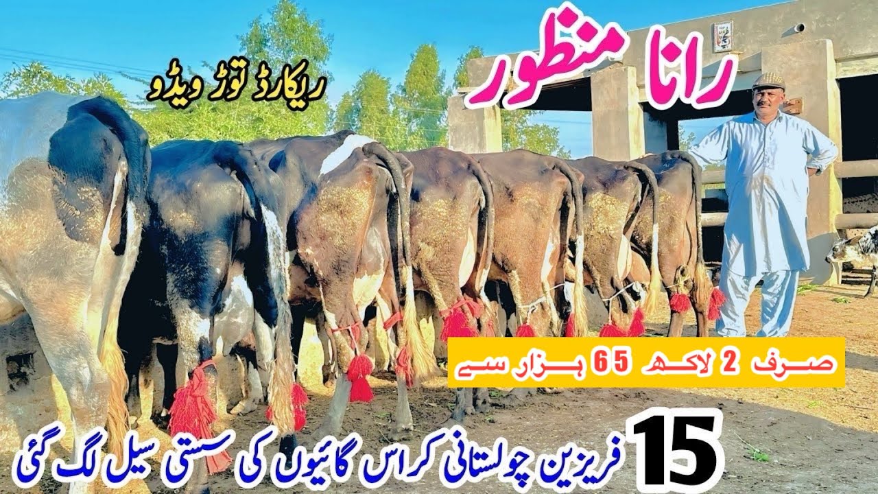 Rana Manzoor | Top Class Jersey Cows For Sale | Cholistani Fresian Cows For Sale | 27 January 2026