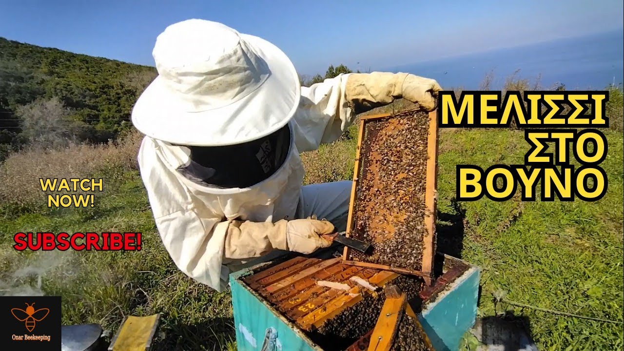 Μελίσσι που ξεχειμώνιασε στο βουνό / Επιθεώρηση μετά από μήνες | Άνοιξη 25 | Μελισσοκομία Όναρ
