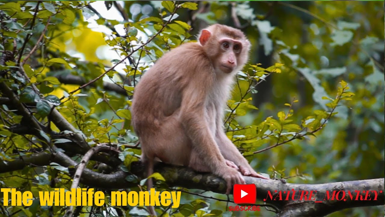 Interactions Between Monkeys and Other Wildlife#cute #monkey #baby