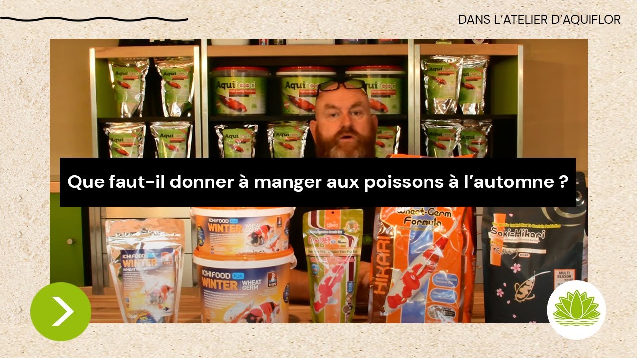 N°16 : Que faut-il utiliser comme nourriture à l'approche de l'hiver pour mes koïs?