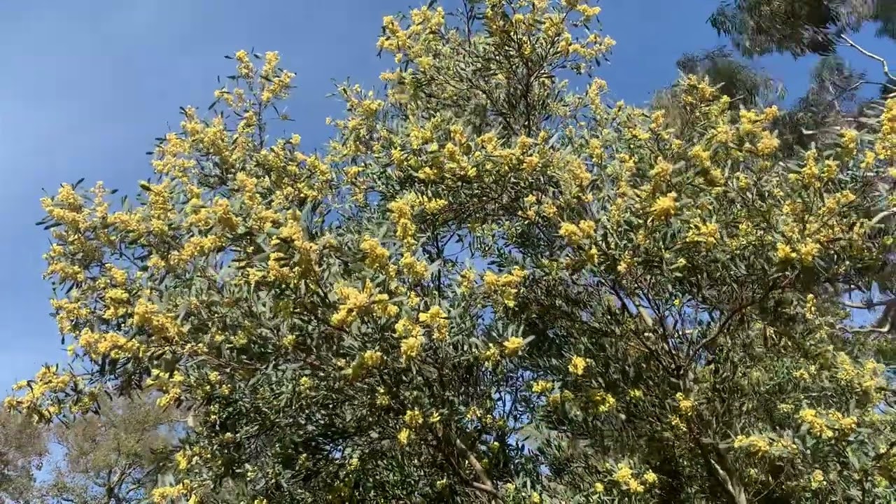 Acacia retinodes glauca : culture et floraison
