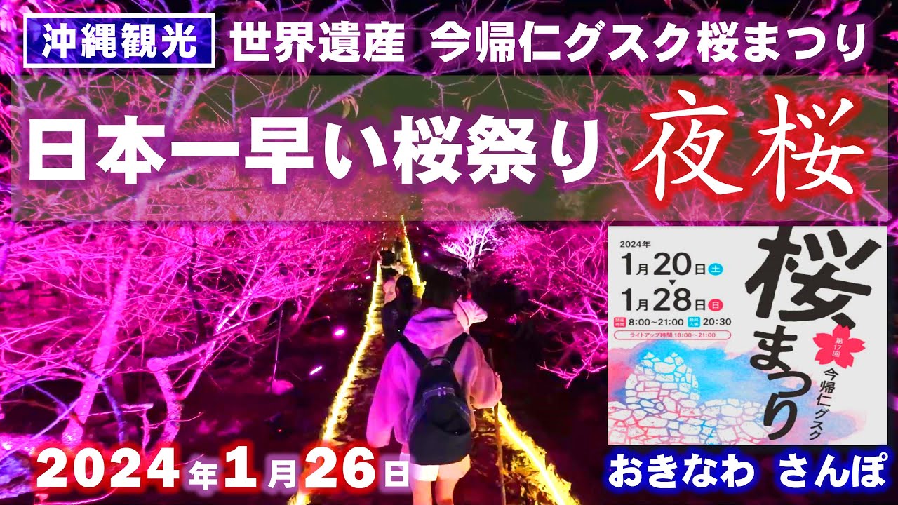 ◤ 冬＆夜の沖縄観光◢ 『世界遺産今帰仁グスク桜まつり2024年』 ♯670  沖縄旅行 おきなわさんぽ