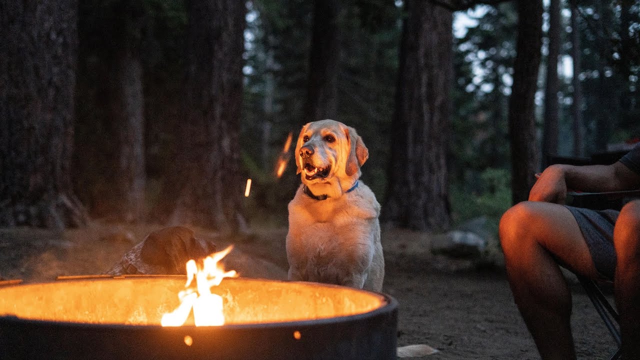 Why do people like CAMPING? | Labrador & German Shorthaired Pointer