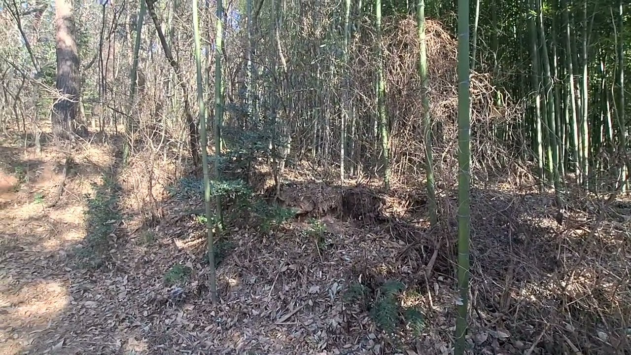 2.1일 횡설수썰^♡^ : 대나무로부터 배우는 삶의 지혜^♡^