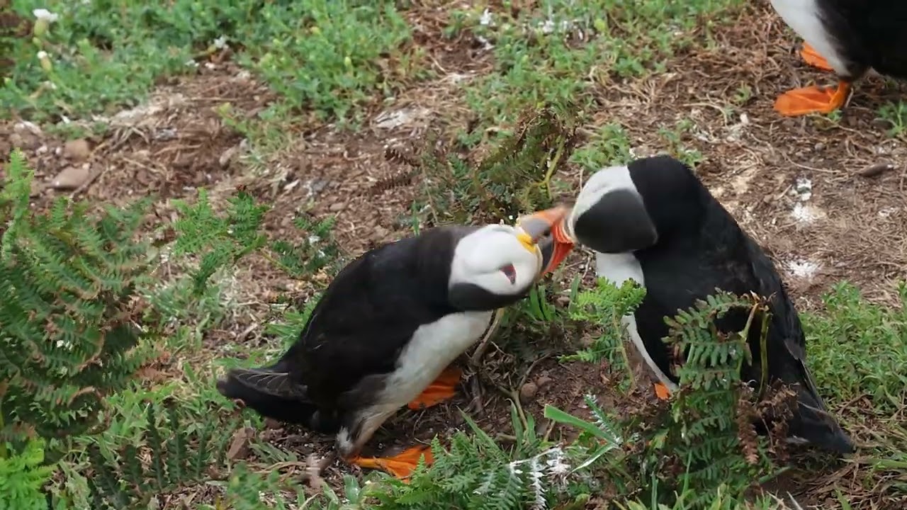 Puffin Billing Interaction | Skomer Island Close-Up Wildlife