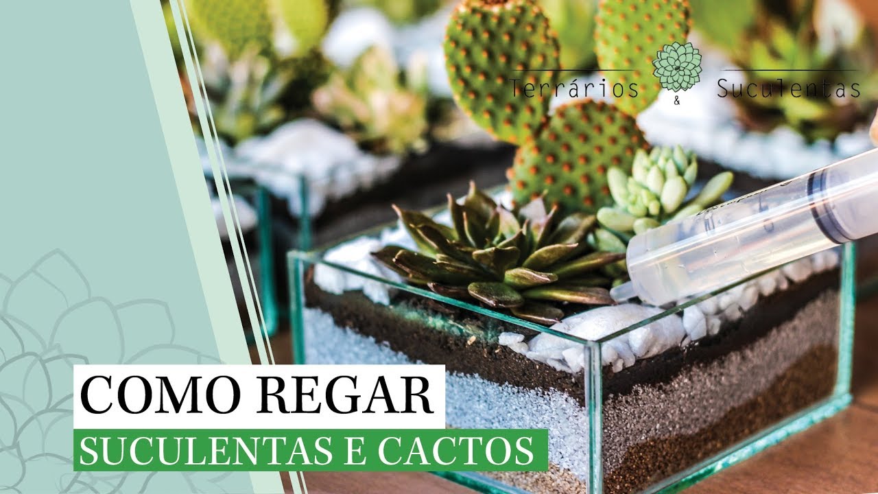 Terrários e Suculentas - Como regar suculentas e cactos