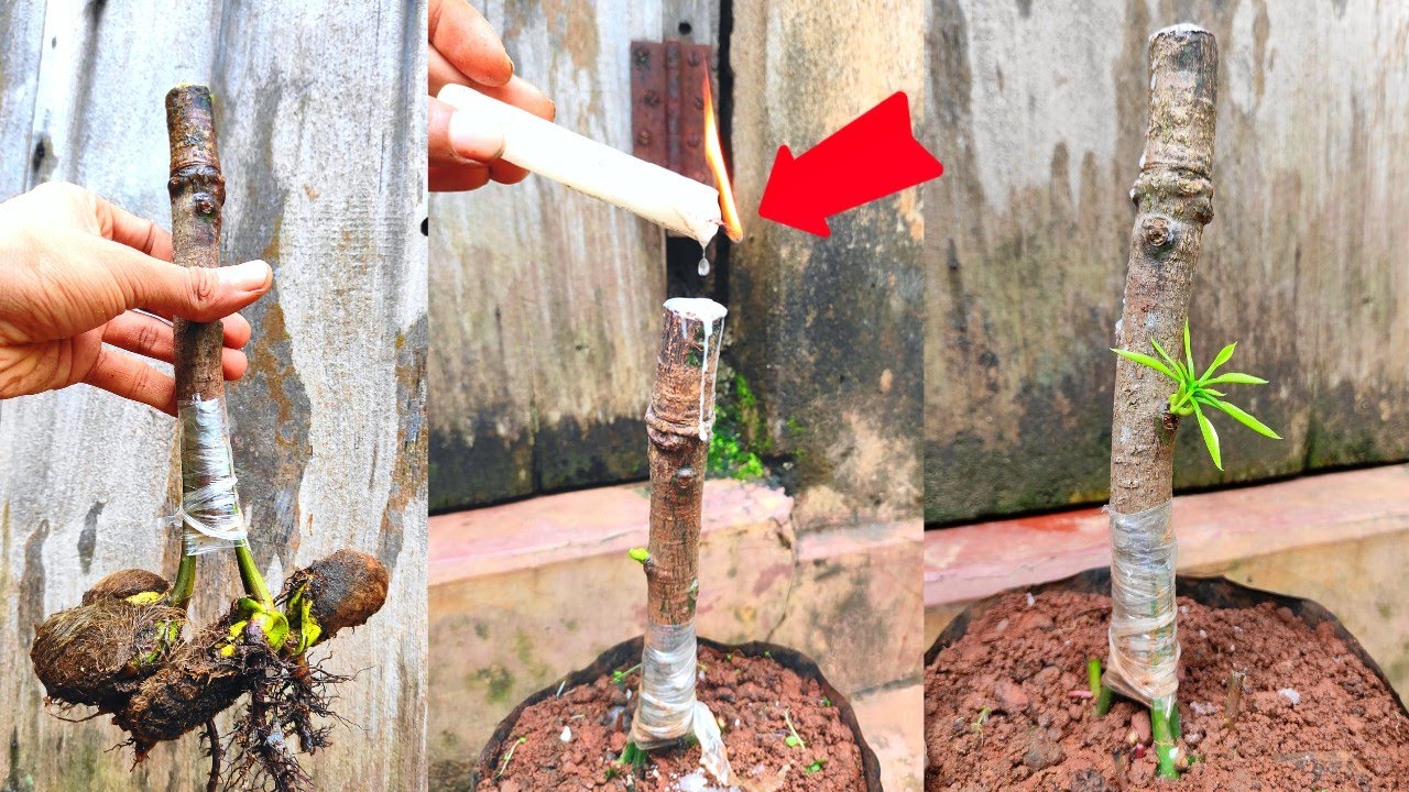 New technique for mango grafting | big Scion!! 100% results