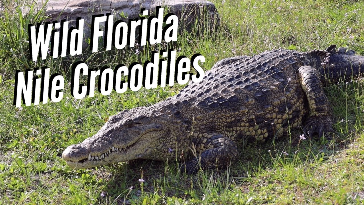 Nile Crocodiles in Wild Florida