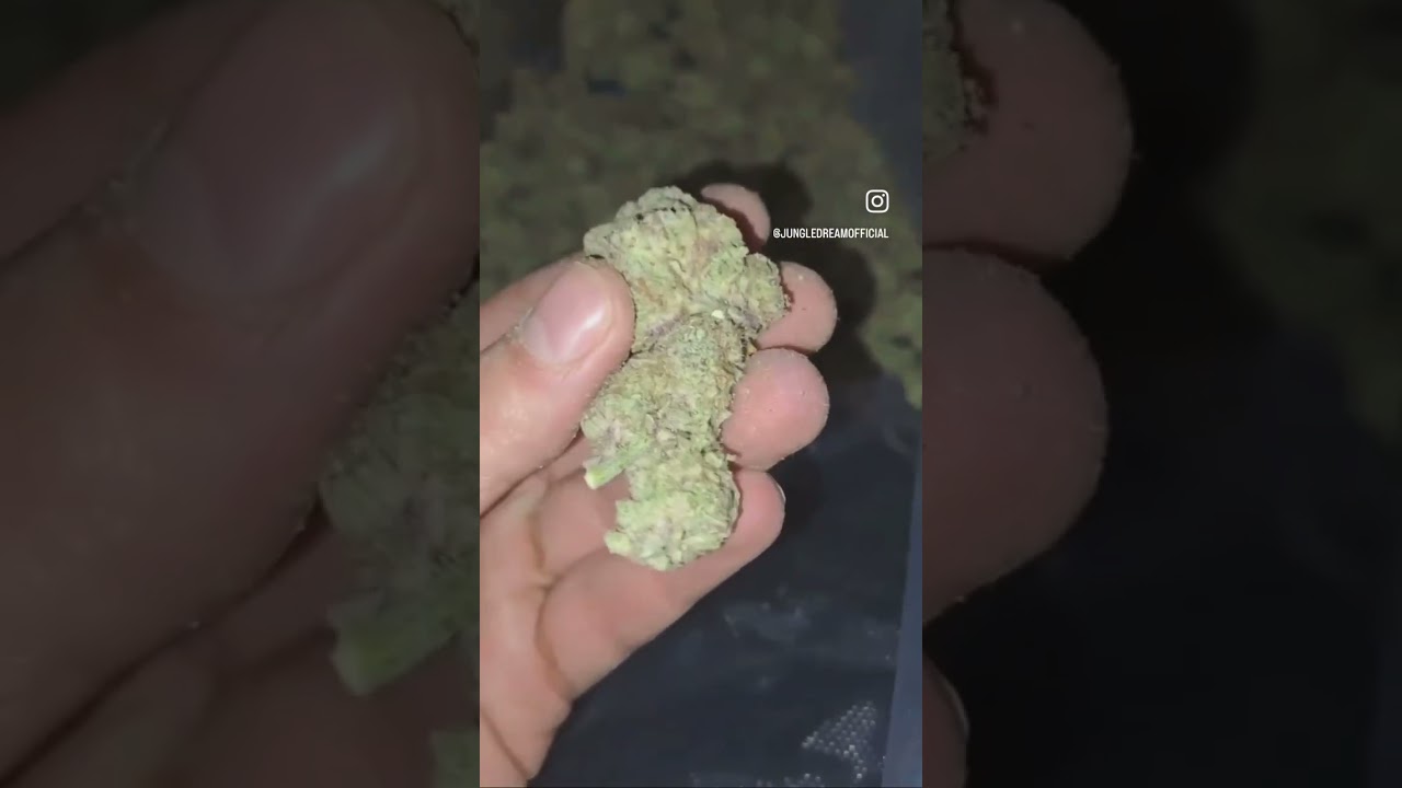 Orange Bud 🍊 #jungledream