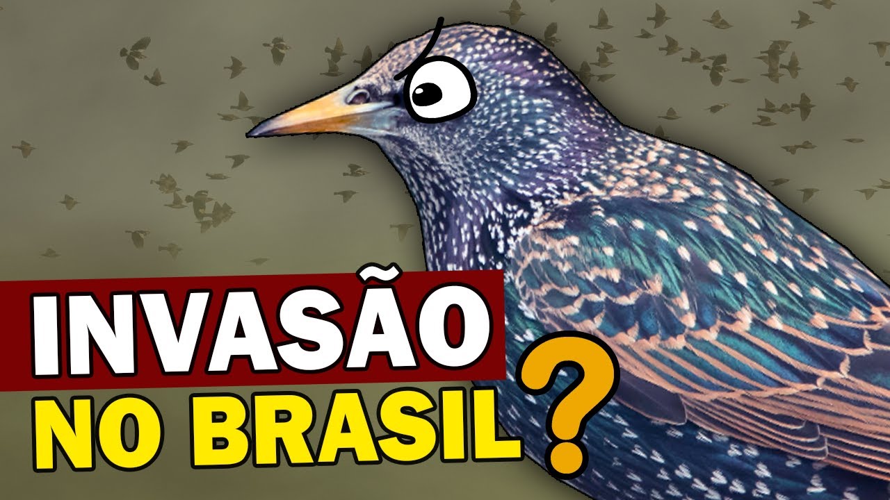 Estorninho: AVE INVASORA POTENCIAL chega ao Brasil e gera preocupação | PÁSSARO VIVE EM BANDOS