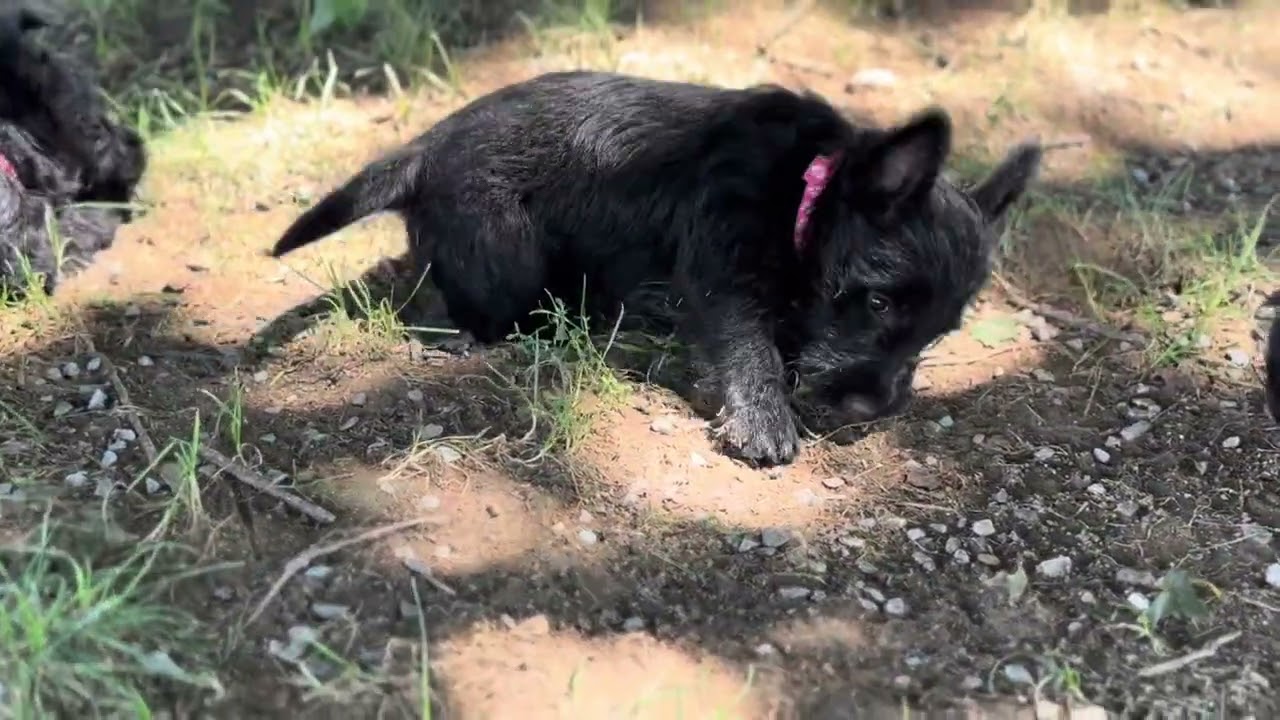 Scottie Puppies 