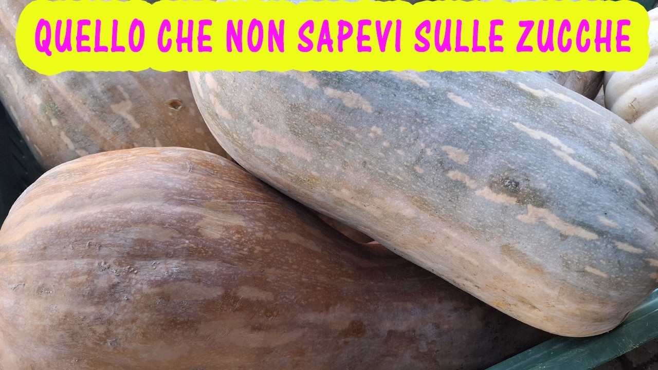 Zucca di Halloween - Coltivazione di zucche e zucchne tra storia e leggenda - Guida completa