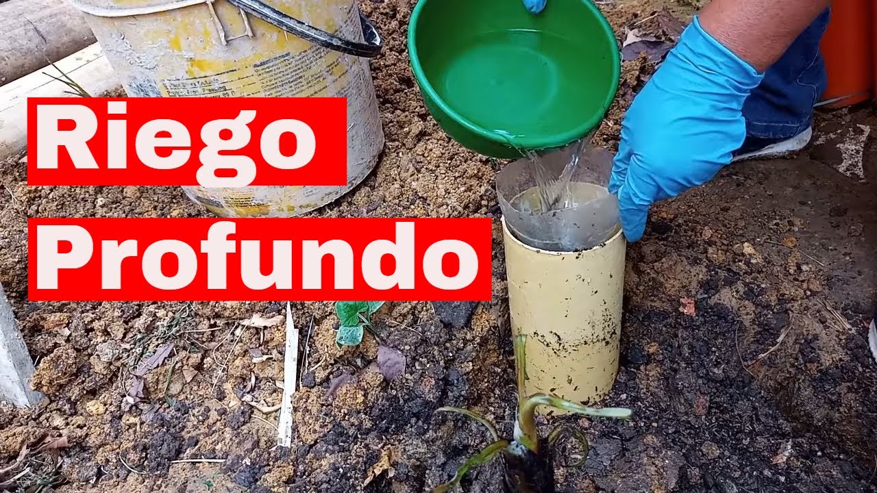 💧🌳 No imaginabas lo FÁCIL que es hacer un SISTEMA de RIEGO PROFUNDO para ÁRBOLES en tu HUERTA 💧🌳