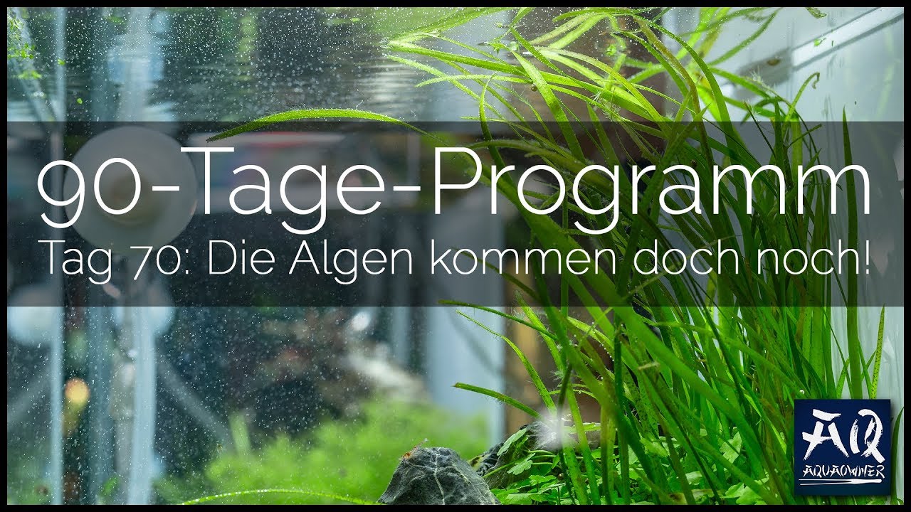 Tag 70 (Tropica 90-Tage-Programm): Die Algen kommen! | AquaOwner