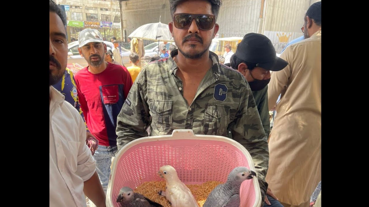 Lalukhait Sunday birds market paroot🦜 chiks price drop raw paroot chiks 6500