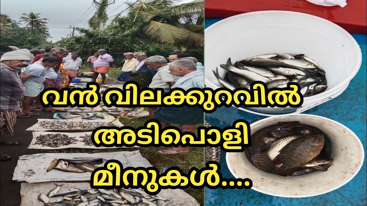 വിലക്കുറവിൽ അടിപൊളി മീൻ വേണോ ... @LD AND RD MEDIA