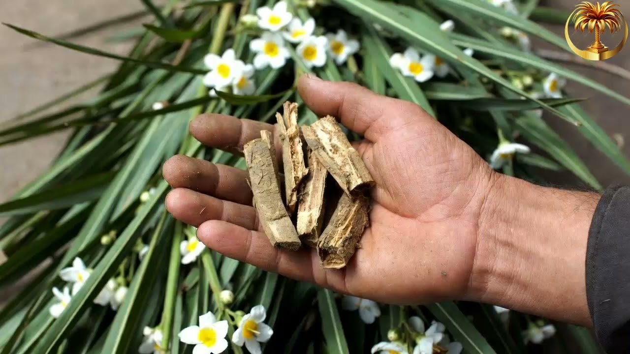 اكتشف ١٠ فوائد مذهلة للقسط الهندي السر الطبيعي الذي ذكره الرسول ﷺ (دليل شامل 2026)🌿