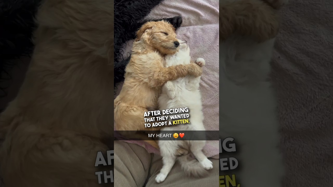 This cat and dog are best friends 😭❤️