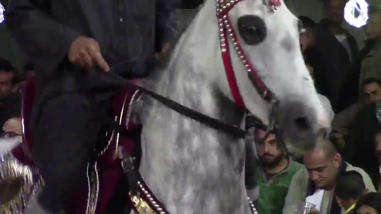 احتفال  ادب وجمال #الخيل العربي في مدينة دماص الدقهلية ـ كامل #خيول عربيه#Egypt