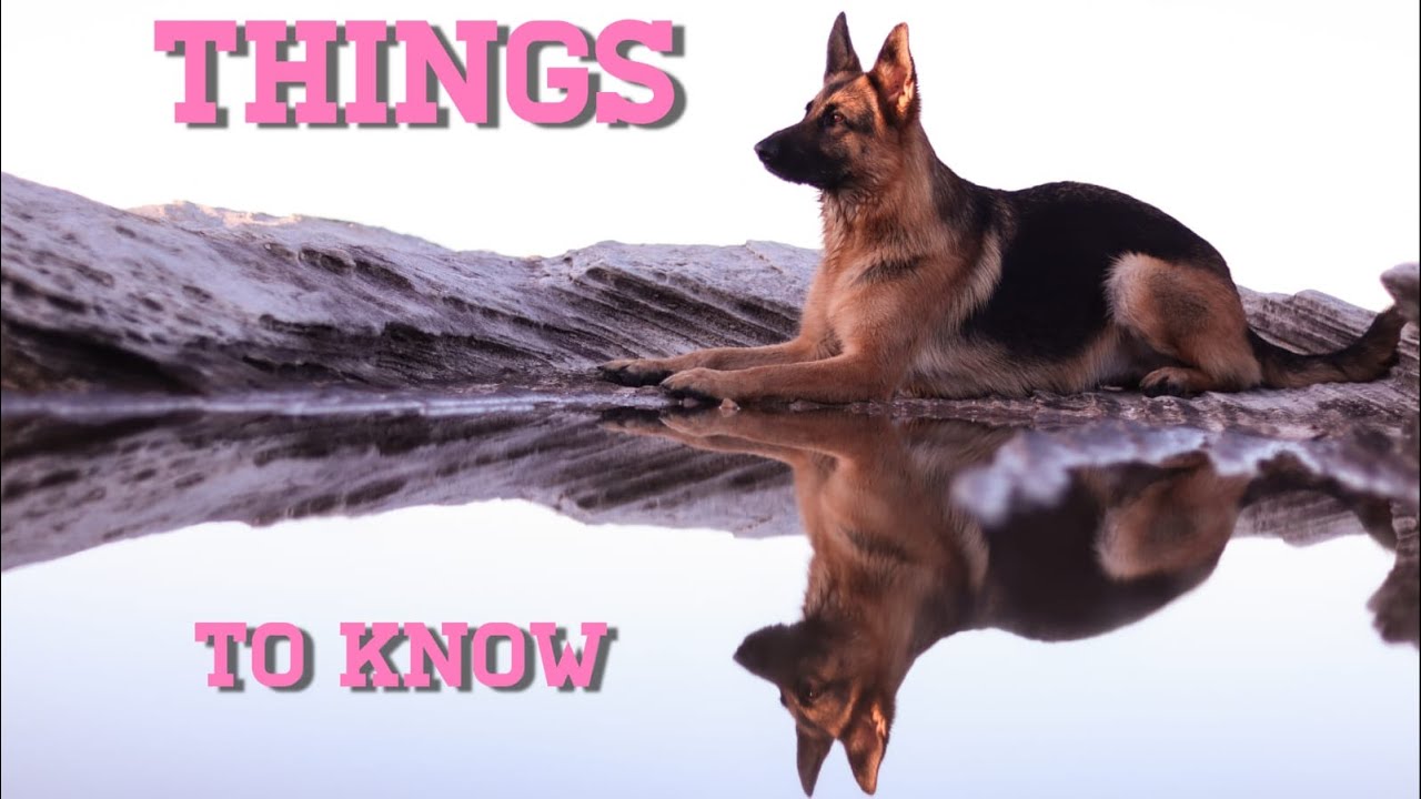 Things to know before getting a German Shepherd puppy