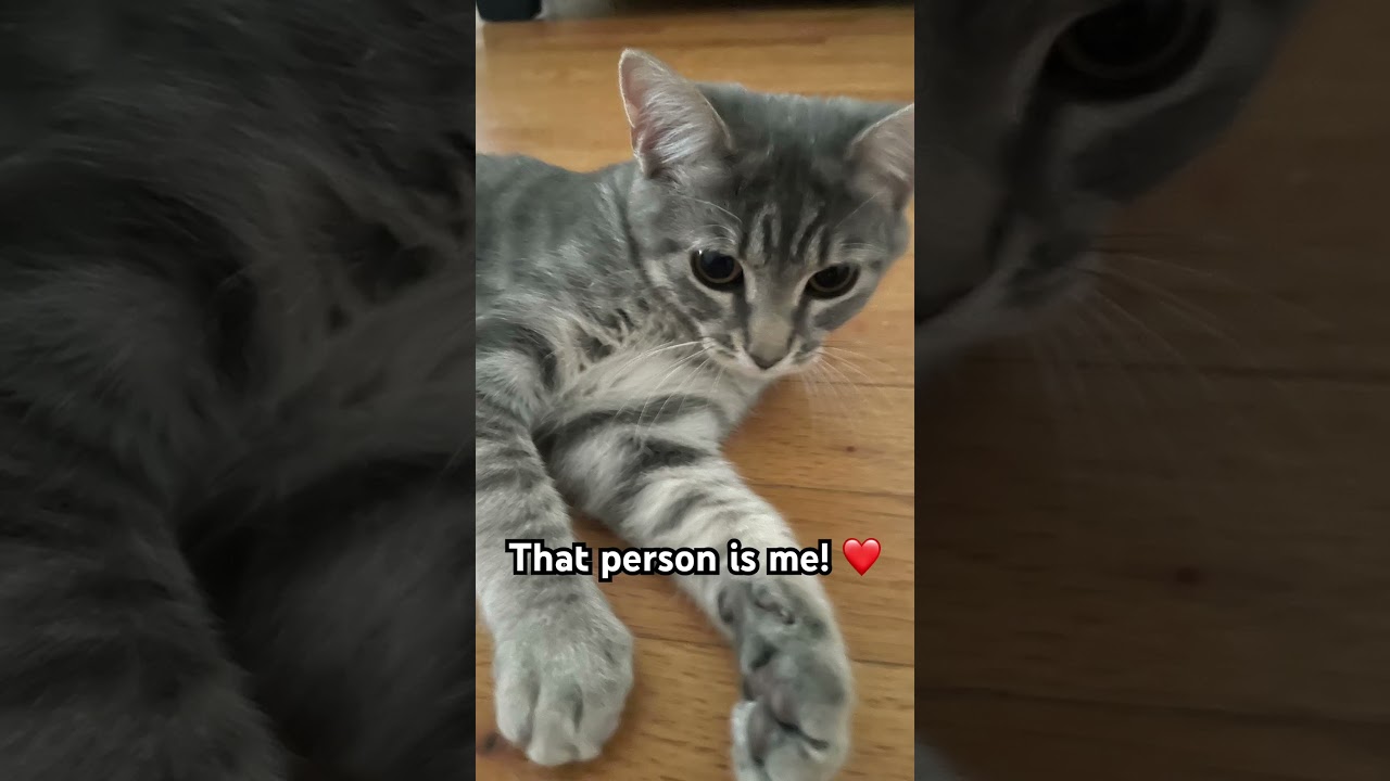 I&rsquo;ll luv you furrever🫶🏻#catlover #cute #cat #catlifestyle #kitten #haveitoldyoulatelythatiloveyou