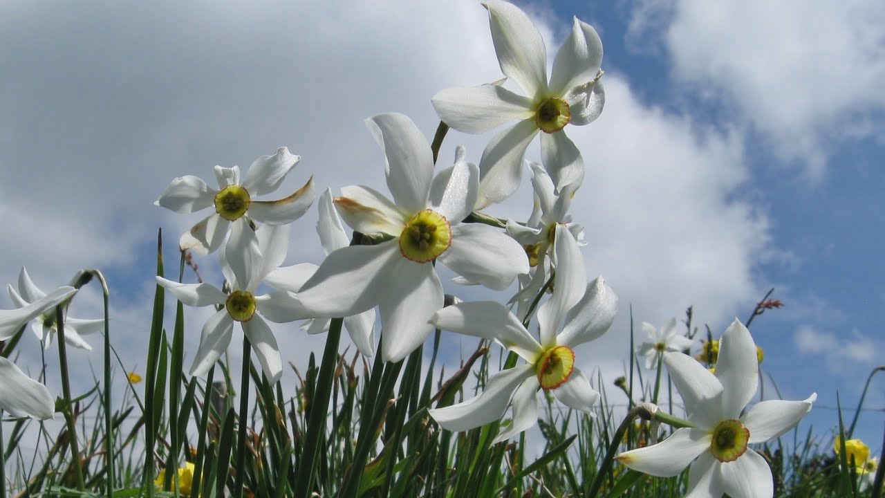 Die Narzissen von Les Avants und Les Pléiades /// 31. Mai 2021