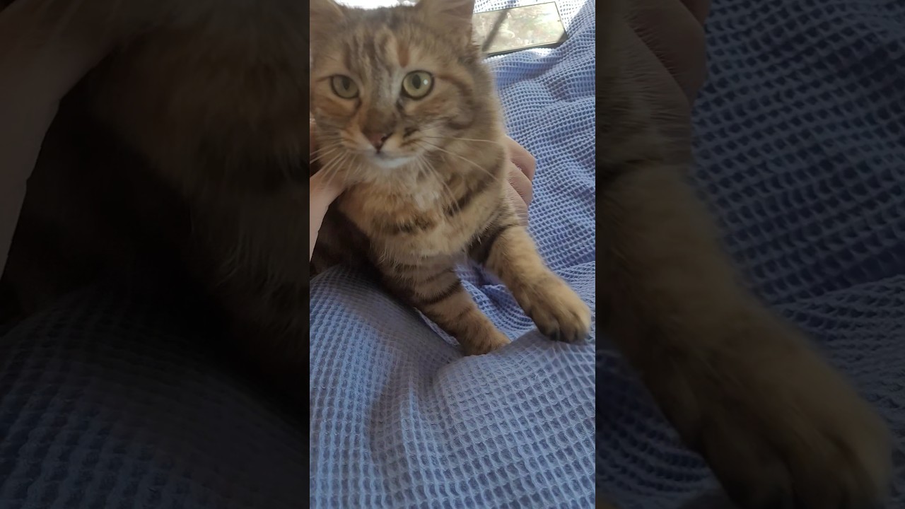 Cute Cats Videos & Photos Collage 🐱