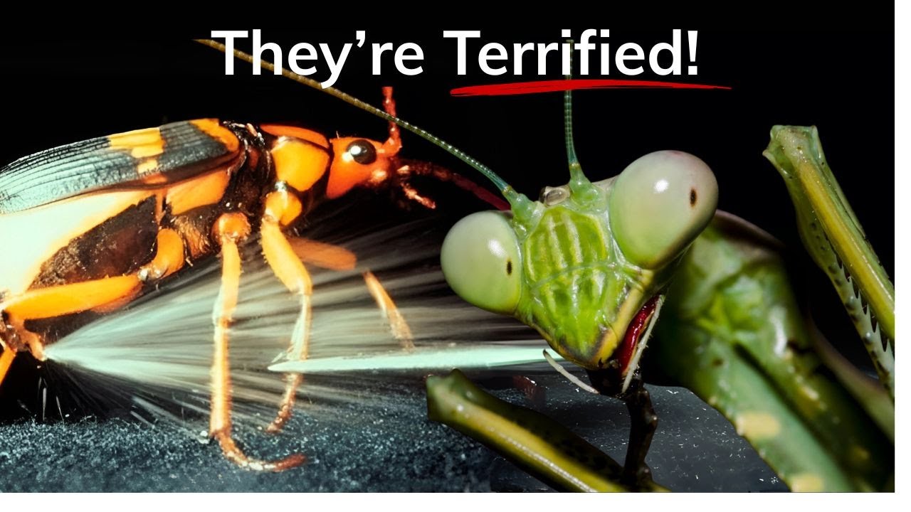 Why Does This Beetle Explode? | Why of the Wild