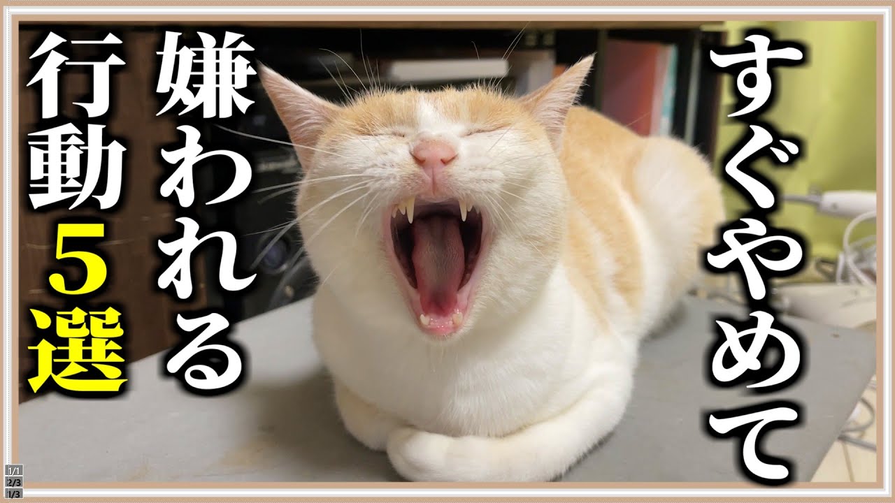 【猫ブチ切れ！】猫に嫌われるNG行動TOP5