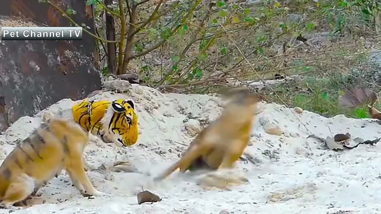 Funniest startled dogs by fake tiger compilation. 가짜 호랑이 보고 놀라는 개들