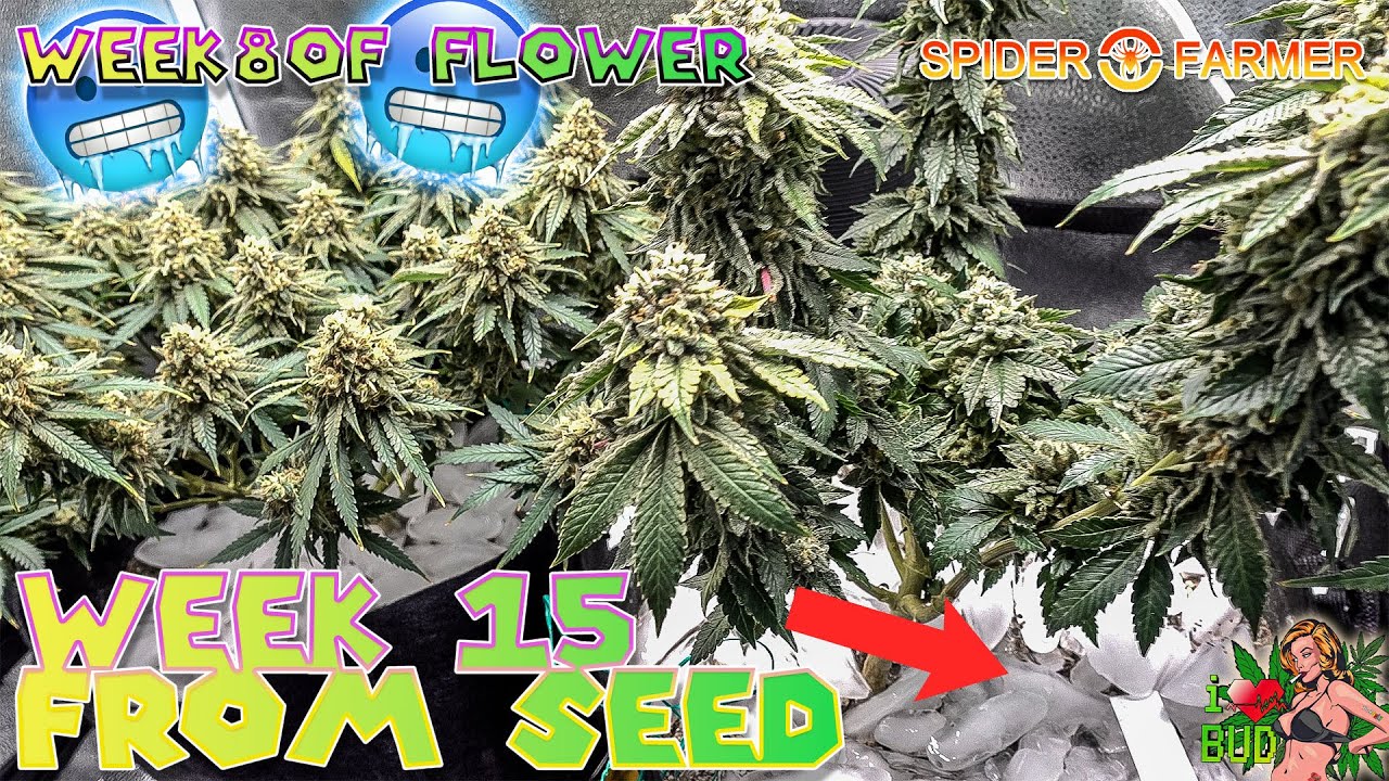Sponsored Week 8 Flower Ice Flush Week 11 ilgm Sweet Mix Auto Flowers SPIDER FARMER 2x4 4x4 GROW