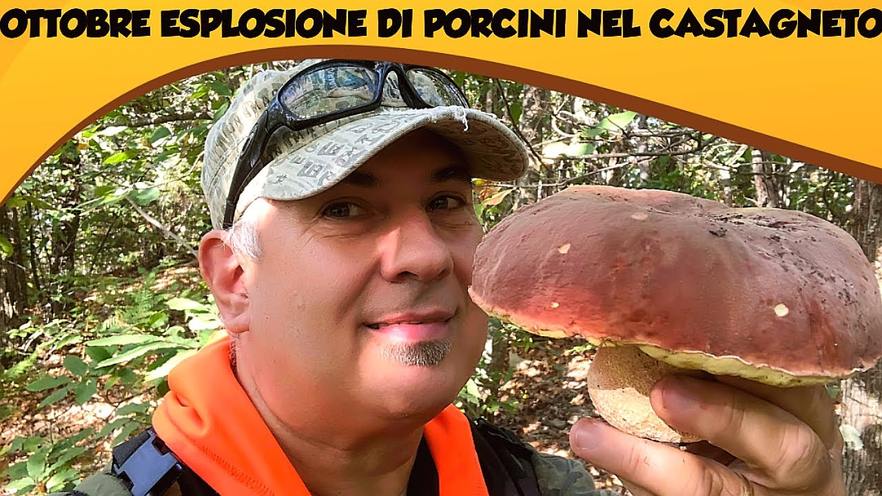 Ottobre esplosione di Porcini nel Castagneto