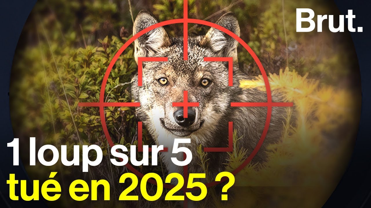 Sur la piste du loup avec Corentin Esmieu, photographe animalier