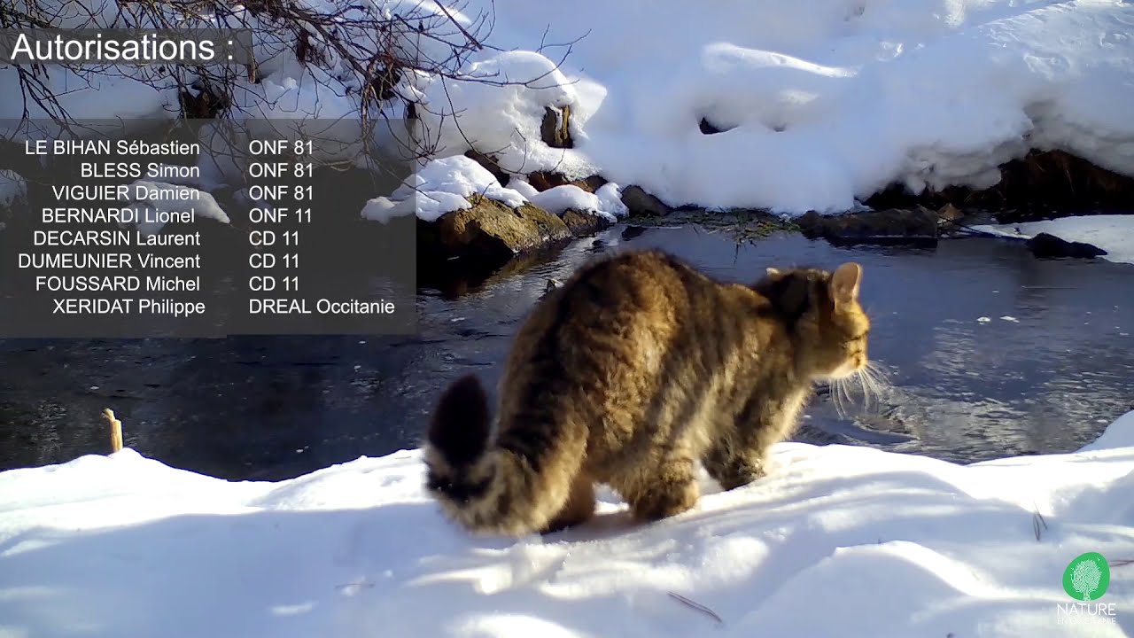 Chat forestier : projet d'étude sur le Massif de la Montagne Noire