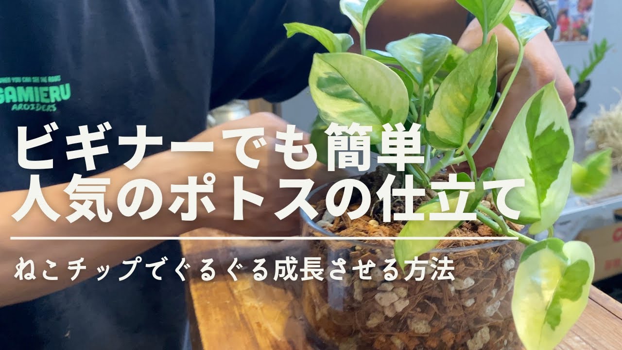【たったコレだけで】ポトスぐるぐる仕立てにチャレンジ　＃ポトス ＃ねこチップ ＃観葉植物 #観葉植物初心者