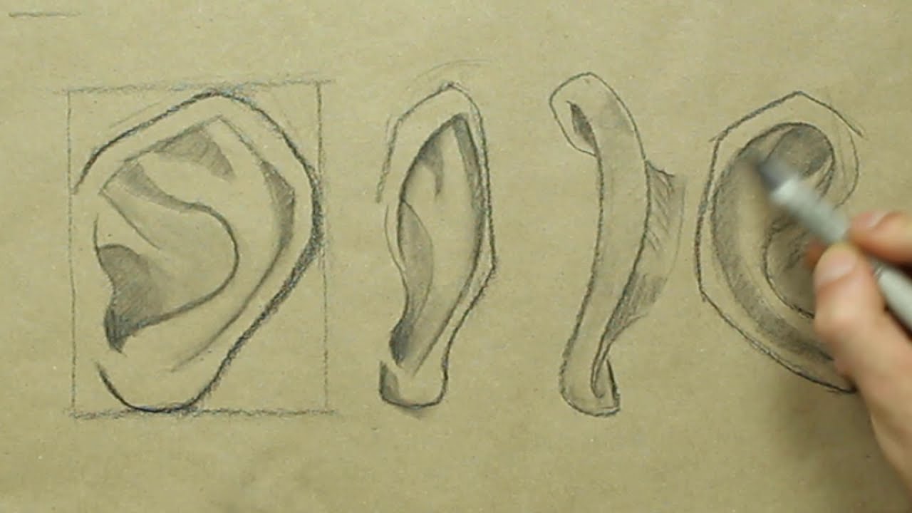 Cómo dibujar la oreja y conocer sus partes | Drawingninja