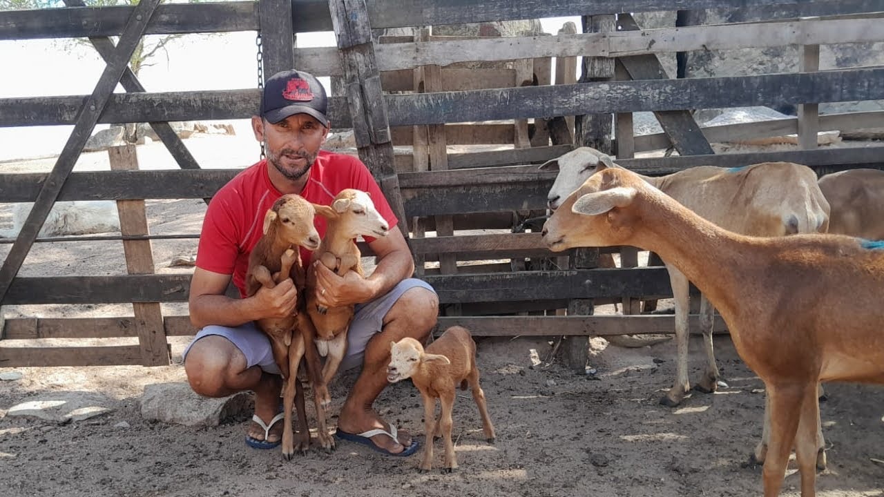 ANIMAIS DISPONÍVEIS A VENDA VAL DAS OVELHAS 